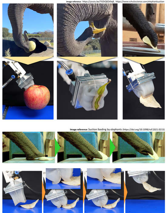 KIMM Develops the World's First Elephant Trunk-Mimetic Robot Hand, Capable of Gripping Even Fine Needles